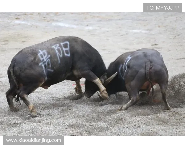 真人斗牛游戏平台安全可靠，带你体验最真实刺激的线上斗牛娱乐体验